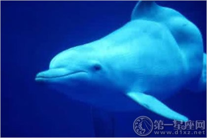 白鳍豚