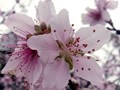 测2018年谁会给你带来好桃花