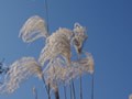 白露时节护关节怎么做 秋冬季如何保护膝盖
