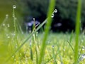 白露吃什么 桂花煮甜汤