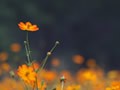 白露节气喝什么 最应景的桂花酒怎么做