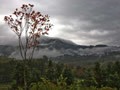 白露养生吃山药养脾胃