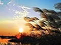 白露节气艾灸养生有什么好处