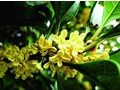 南京秋分花事 南京秋分赏花好去处
