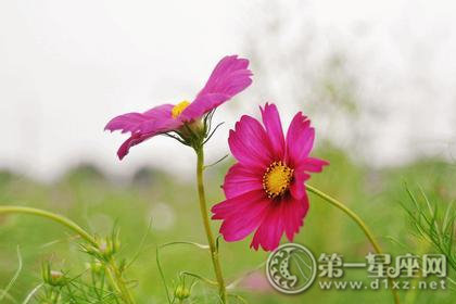 星座运势