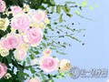 蓝色妖姬花语