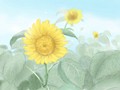 塌鼻子面相性格如何