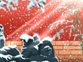 一月的花语是什么？报春花