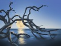 握着古籍的巨蟹（7月8日～7月12日）