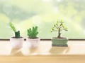 8月14日~8月23日生日树：杉树
