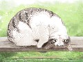 清淡饮食是指什么 标准是什么