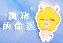 属猪的命运