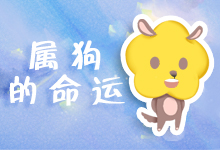 属狗的命运