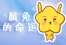 属兔的命运