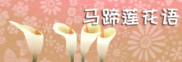 马蹄莲花语
