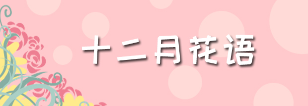 十二月花语
