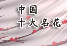 中国十大名花