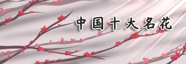中国十大名花