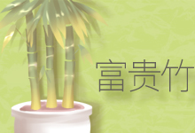 富贵竹