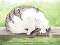 梦见猫咬人是什么意思