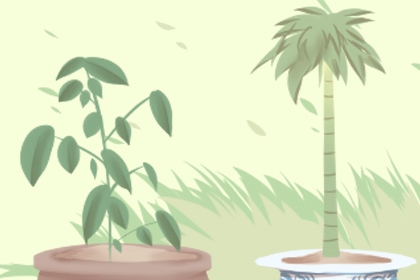 大厅放什么植物最旺财 还能提升风水