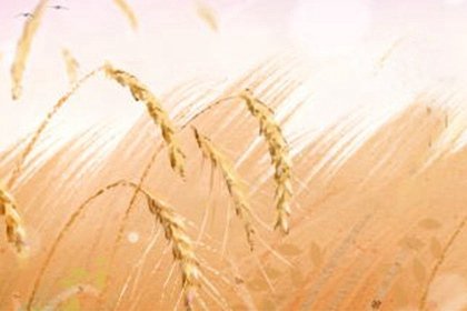 梦见收麦子 收割小麦是什么意思