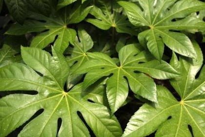 客厅摆放什么旺财 10种客厅招财植物推荐